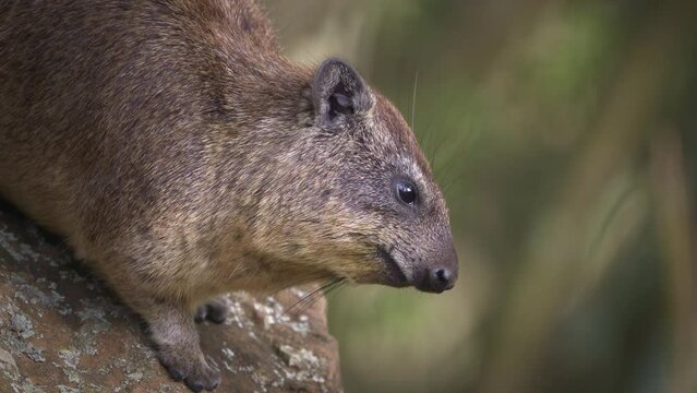 Rock Hyrax - Procavia capensis also dassie, Cape hyrax, rock rabbit or coney, terrestrial mammal native to Africa and the Middle East, order Hyracoidea genus Procavia. Eating and guarding on rocks.