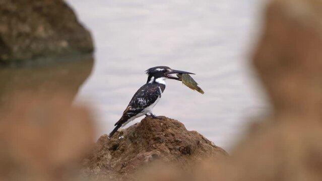Pied Kingfisher - Ceryle rudis species of water black and white kingfisher widely distributed across Africa and Asia. Hunting fish. Sitting on the stone with hunted fish in the beak.