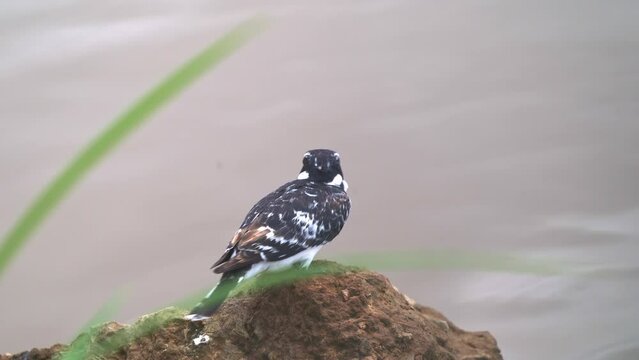 Pied Kingfisher - Ceryle rudis species of water black and white kingfisher widely distributed across Africa and Asia. Hunting fish. Sitting on the stone with hunted fish in the beak.