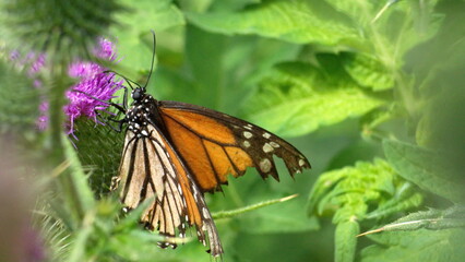 Monarch butterfly on a Scotch thistle flower in Cotacachi, Ecuador