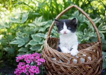 small cute one-month-old black and white kitten looks out of a large wicker basket standing on a flower bed. cat's childhood, beautiful postcards, tenderness. curious pet. Gift