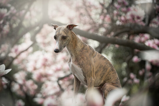 Whippet dog and the spirng time