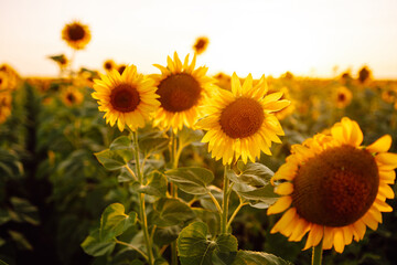 Field of blooming sunflowers. Agriculture, organic gardening, planting or ecology concept.