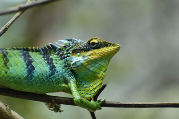 large scaled forest lizard (Calotes grandisquamis)