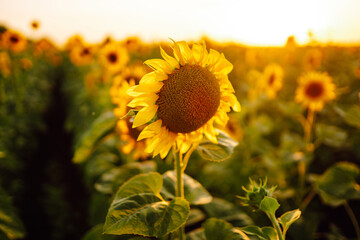 Field of blooming sunflowers. Agriculture, organic gardening, planting or ecology concept.