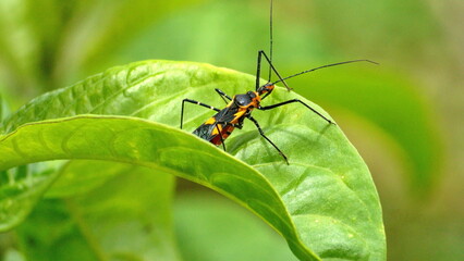 Orange and black assassin bug nymph on a leaf in Cotacachi, Ecuador