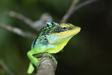 green lizard on a branch (Calotes grandisquamis)