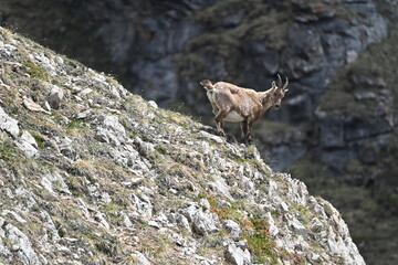 Naklejka premium bouquetins