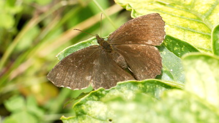 Brown butterfly on a leaf in Cotacachi, Ecuador
