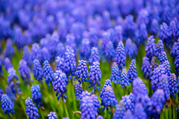 Muscari neglectum flowers