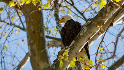 American bald eagle Conowingo Dam