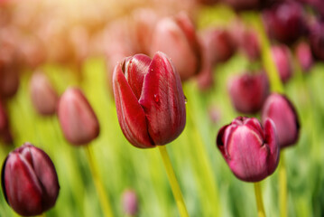 Fototapeta premium Dark red tulip flowers