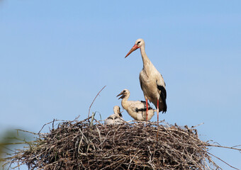 Female white stork (Ciconia ciconia) and chicks standing in the nest during a sunny day. Big migratory bird from Africa and offspring with blue sky background.