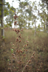 Thorn flowers in forest. closeup view of thorn flowers. Dead forest and meadow flowers in winter in India.