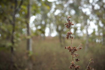 Thorn flowers in forest. closeup view of thorn flowers. Dead forest and meadow flowers in winter in India.