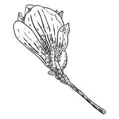 Magnolia flower drawing. Sketch of floral botany twig from real tree. Black and white with line art isolated on white background. Real life hand drawn illustration of magnolia bloom. Vector.