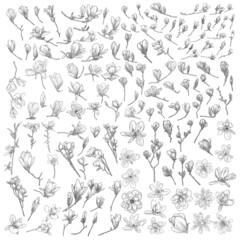 Big collection set of magnolia flowers and leaves drawing illustration. Blooming on the branch for patterns creator. Hand drawn flowers from real trees twigs in the forest and park. Vector. - 508825861