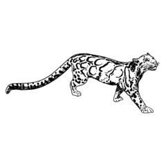 Leopard, wild cat. Hand drawn sketch of clouded leopard. Vector.