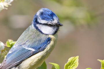 Porträt von einer Blaumeise (Cyanistes caeruleus, Parus caeruleus)