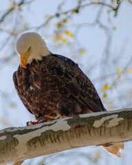 american bald eagle Conowingo Dam