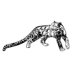 Leopard, wild cat drawing, Clouded leopard from Himalayan. Hand drawn wildcat hunting. Vector.