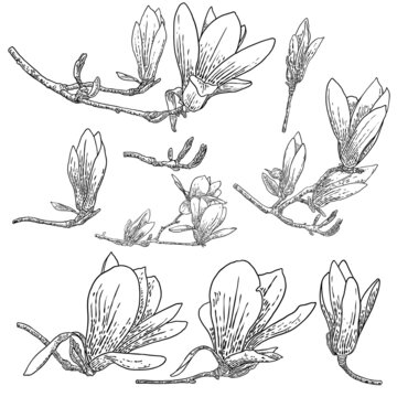 Magnolia flower drawings set. Sketch of floral botany twigs from real tree. Black and white with line art isolated on white background. Real life hand drawn illustrations of magnolia bloom. Vector.
