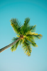 Obraz premium Palm tree and sky