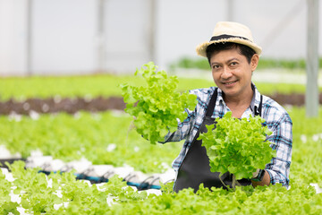 Naklejka na ściany i meble senior farmer smiling and holding organic vegetables in hydroponic farm