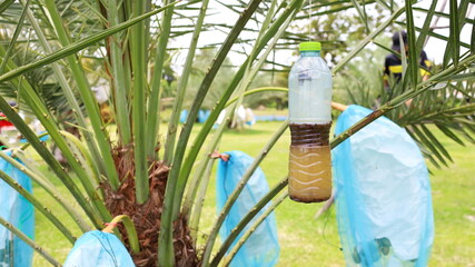 Plastic bottles with insect traps. Clear plastic bottle containing insecticide for trapping insects...