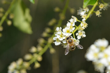 bee on a flower collects pollen