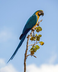 A blue and yellow macaw perched on a tree branch. Species Ara ararauna also know as Arara Canide. It is the largest South American parrot. Birdwatching. Bir lover. - obrazy, fototapety, plakaty