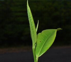 green leaf with water drops, green tea leaf