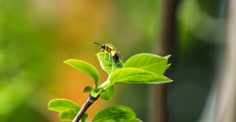 An insect in pollen with a yellow and black belly sits on a leaf. Maybe it's a wasp. Close-up on a blurred background.