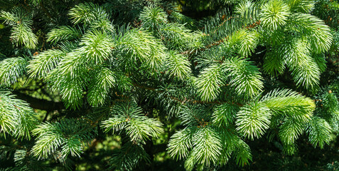 Light green  needles of a Christmas tree as a background. Blue spruce Picea pungens with new growth in ornamental garden. Nature concept for spring or Christmas design. Close-up selective focus