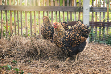 Black yellow laced Wyandotte chicken in farming garden organic the backyard on a straw covered area and a bamboo fence background in the evening atmosphere