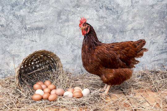 many organic eggs on a straw with basket basketry and hen Rhode Island Red on a wooden floor with background bare plaster or loft style.