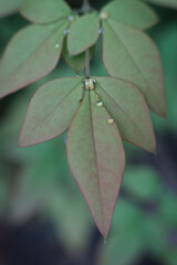 Dew on leaves, plants close-up, macro