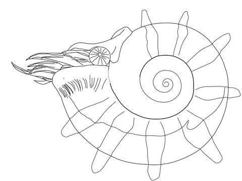 アンモナイト の画像 402 件の Stock 写真 ベクターおよびビデオ Adobe Stock