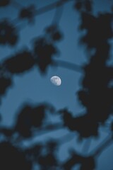 Mond zwischen diversen Ästen