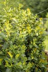 Close-up of bushes of laurel evergreen plant at garden