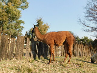 Naklejka na ściany i meble A brown Llama with a black face standing next to a wooden fence peeking over to see what's on the other side
