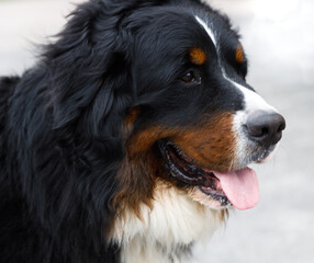 portrait of bernese mountain dog