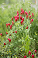 Close up of flowering wildflowers in the field