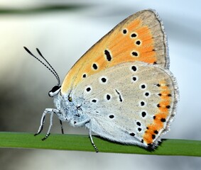Lycaena dispar buttlefly macro.