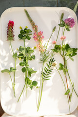 Different twigs of wildflowers and plants on a white background