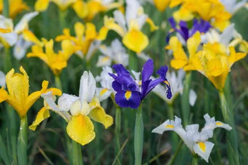 Schilderijen op glas Group of Dutch iris flower cultivars (Iris x hollandica). © Amalia Gruber