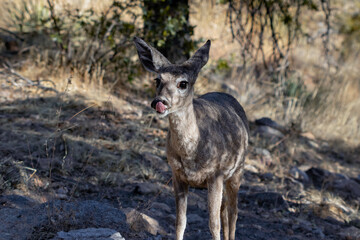 Fototapeta premium Deer Lick