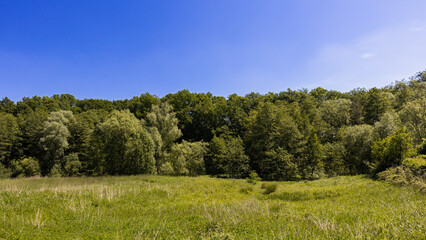 View to the forest edge of the Hahnheide nature reserve