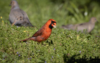 cardinal in the grass