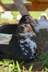 Ducks / Hilo - Hawaii  